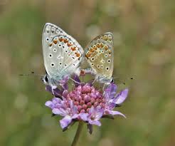 Attēlu rezultāti vaicājumam “Polyommatus icarus male”
