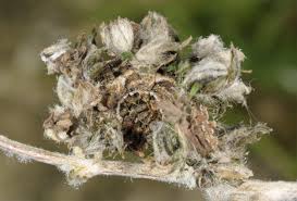 Attēlu rezultāti vaicājumam “Thetidia smaragdaria”