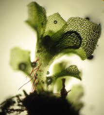 Attēlu rezultāti vaicājumam “Fossombronia wondraczekii”