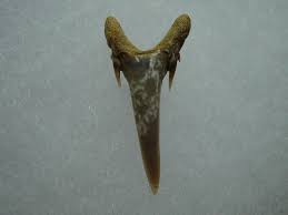 Image result for Odontaspis ferox