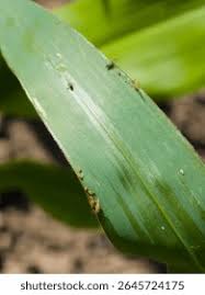 Attēlu rezultāti vaicājumam “Rhopalosiphum oxyacanthae”