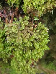 Attēlu rezultāti vaicājumam “Scapania lingulata”