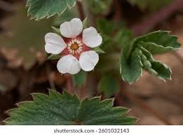 Attēlu rezultāti vaicājumam “Fragaria viridis flower”