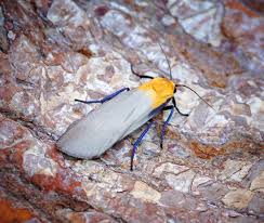 Attēlu rezultāti vaicājumam “Lithosia quadra”