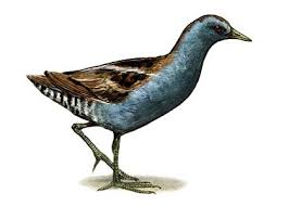 Image result for Porzana parva