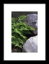 Attēlu rezultāti vaicājumam “Phegopteris connectilis”