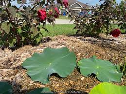 Attēlu rezultāti vaicājumam “Lotus sp. flower”