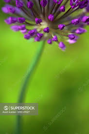 Attēlu rezultāti vaicājumam “Allium holandicum”