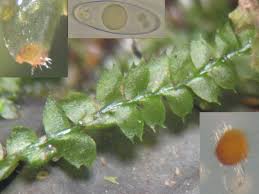 Attēlu rezultāti vaicājumam “Octosporella jungermanniarum”