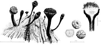 Attēlu rezultāti vaicājumam “Chaenotheca ferruginea”