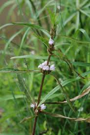 Attēlu rezultāti vaicājumam “Hygroamblystegium varium sporophyte”