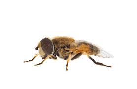 Attēlu rezultāti vaicājumam “Eristalis sp.”