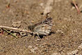 Attēlu rezultāti vaicājumam “Carcharodus floccifera upperside”