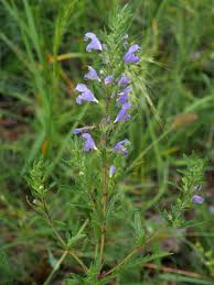 Image result for Dracocephalum moldavicum