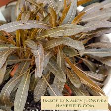 Attēlu rezultāti vaicājumam “Rumex aquaticus leaf”