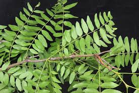 Attēlu rezultāti vaicājumam “Gleditsia triacanthos leaf”