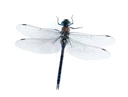 Attēlu rezultāti vaicājumam “Aeshna mixta female”