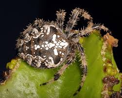 Attēlu rezultāti vaicājumam “Araneus diadematus”