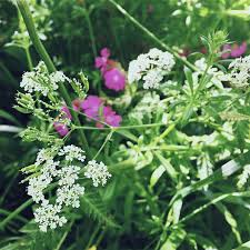 Attēlu rezultāti vaicājumam “Anthriscus”