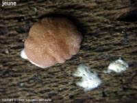 Attēlu rezultāti vaicājumam “Hypocrea rufa”