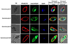 Attēlu rezultāti vaicājumam “Diderma umbilicatum plasmodium”