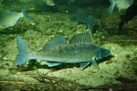 Image result for Sander lucioperca