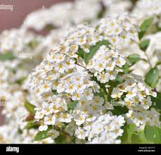 Attēlu rezultāti vaicājumam “Spiraea chamaedryfolia flower”
