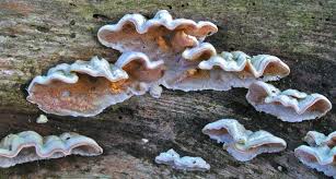 Attēlu rezultāti vaicājumam “Skeletocutis amorpha”