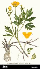 Attēlu rezultāti vaicājumam “Ranunculus cassubicus leaf”