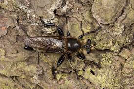 Attēlu rezultāti vaicājumam “Laphria gibbosa”
