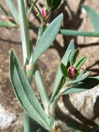 Attēlu rezultāti vaicājumam “Polygonum aviculare flower”