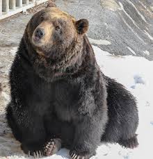 Image result for brown bear