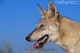 Image result for canis lupus arabs