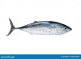 Image result for Euthynnus alletteratus