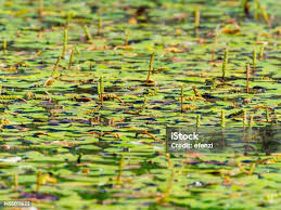 Attēlu rezultāti vaicājumam “Potamogeton natans”