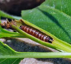 Attēlu rezultāti vaicājumam “Geocrypta galii larva”