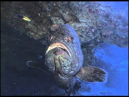 Image result for Hyporthodus quernus