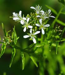 Attēlu rezultāti vaicājumam “Cardamine impatiens flower”