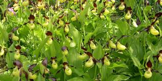 Attēlu rezultāti vaicājumam “Cypripedium calceolus”