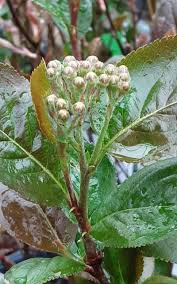 Attēlu rezultāti vaicājumam “Lonicera caerulea var. pallasii flower”