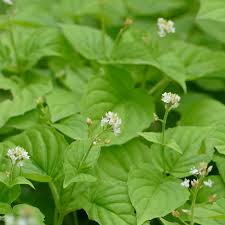 Attēlu rezultāti vaicājumam “Circaea alpina flower”