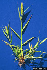 Attēlu rezultāti vaicājumam “Setaria viridis fruit”