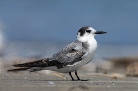 Attēlu rezultāti vaicājumam “Chlidonias niger”