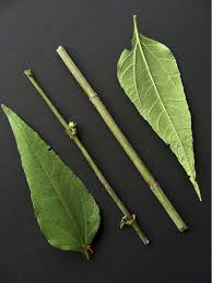 Attēlu rezultāti vaicājumam “Helianthus tuberosus leaf”