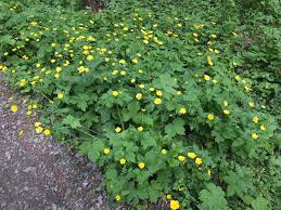 Attēlu rezultāti vaicājumam “Ranunculus lanuginosus bud”