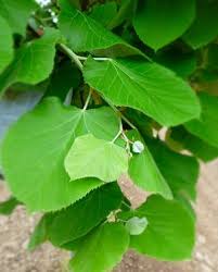 Attēlu rezultāti vaicājumam “Tilia tomentosa leaf”