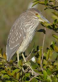 Image result for Nycticorax nycticorax