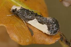 Attēlu rezultāti vaicājumam “Monopis monachella”