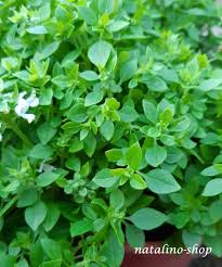 Image result for Basilikum