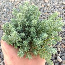 Attēlu rezultāti vaicājumam “Sedum rupestre”